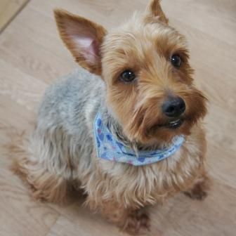 ジャンボヨーキー マロンの写真 ♫ : ☆ Aramoodo 雑記 ☆