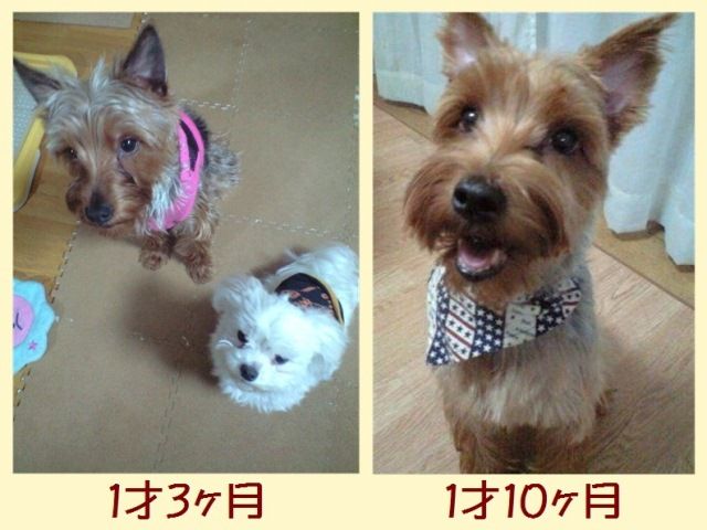 ジャンボヨーキー マロンの写真 ♫ : ☆ Aramoodo 雑記 ☆