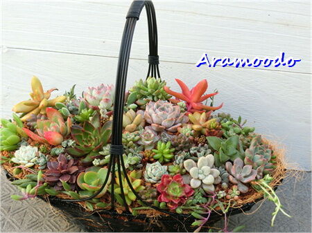 ✿多肉寄せ植え✿白かご✿ワイヤークラフト籠 ✿そのまま飾れます