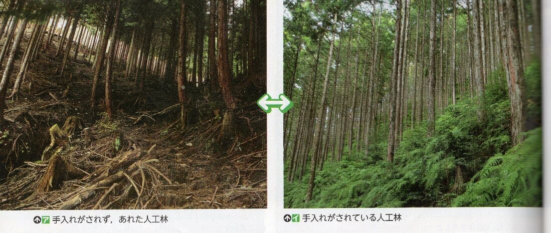 5年社会「森林とともに生きる」④ : ゲンタの授業ポートフォリオ