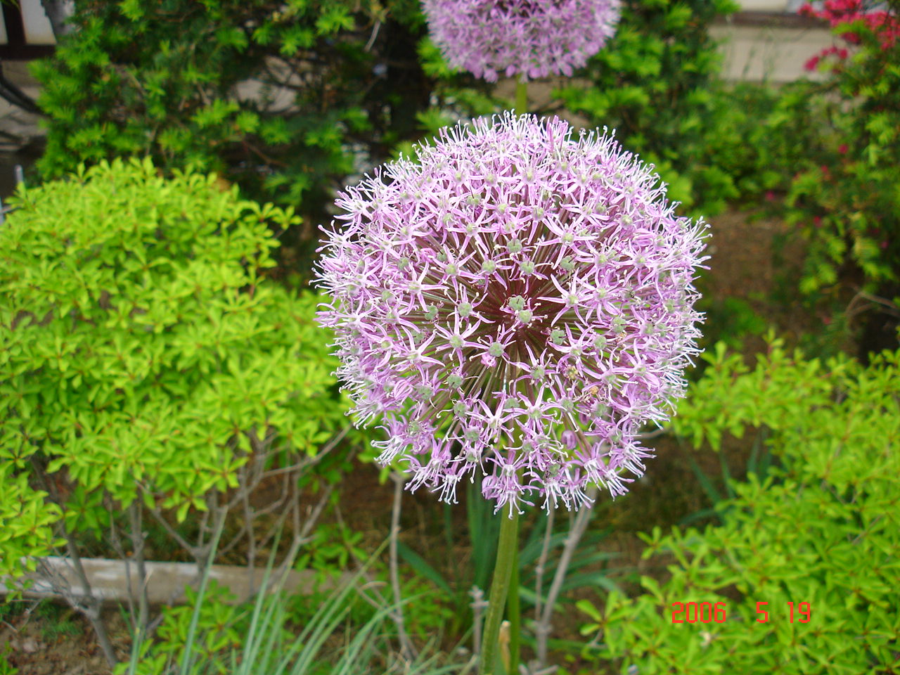 人・まち・Fusion 小布施ツアー5・街道沿いの花・花・花