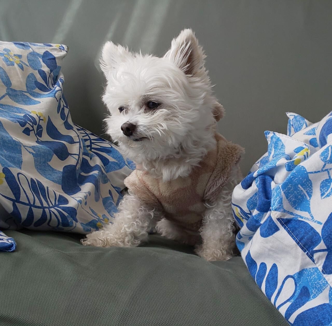 犬 病弱なおっさんのブログ