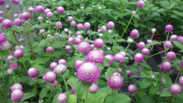 IMG_20130623_091448