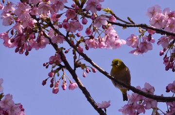 吉野公園 083