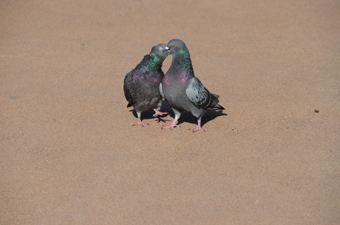 hato