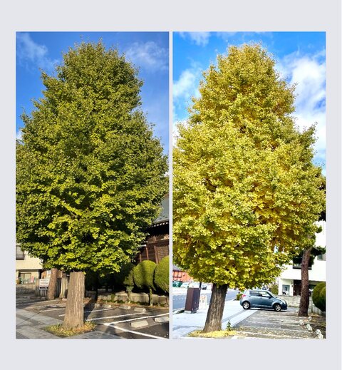 日枝神社のイチョウの木 : 荒井幸博TODAY