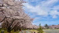 霞城公園桜2021・4・6球場跡北