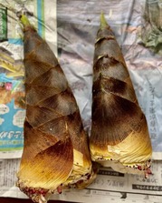 “朝採り“孟宗筍が届いた