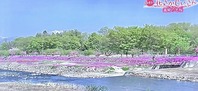 『山形の花さかじいさん』
