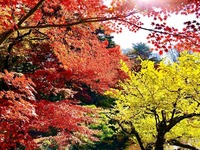 紅葉公園(赤黄)