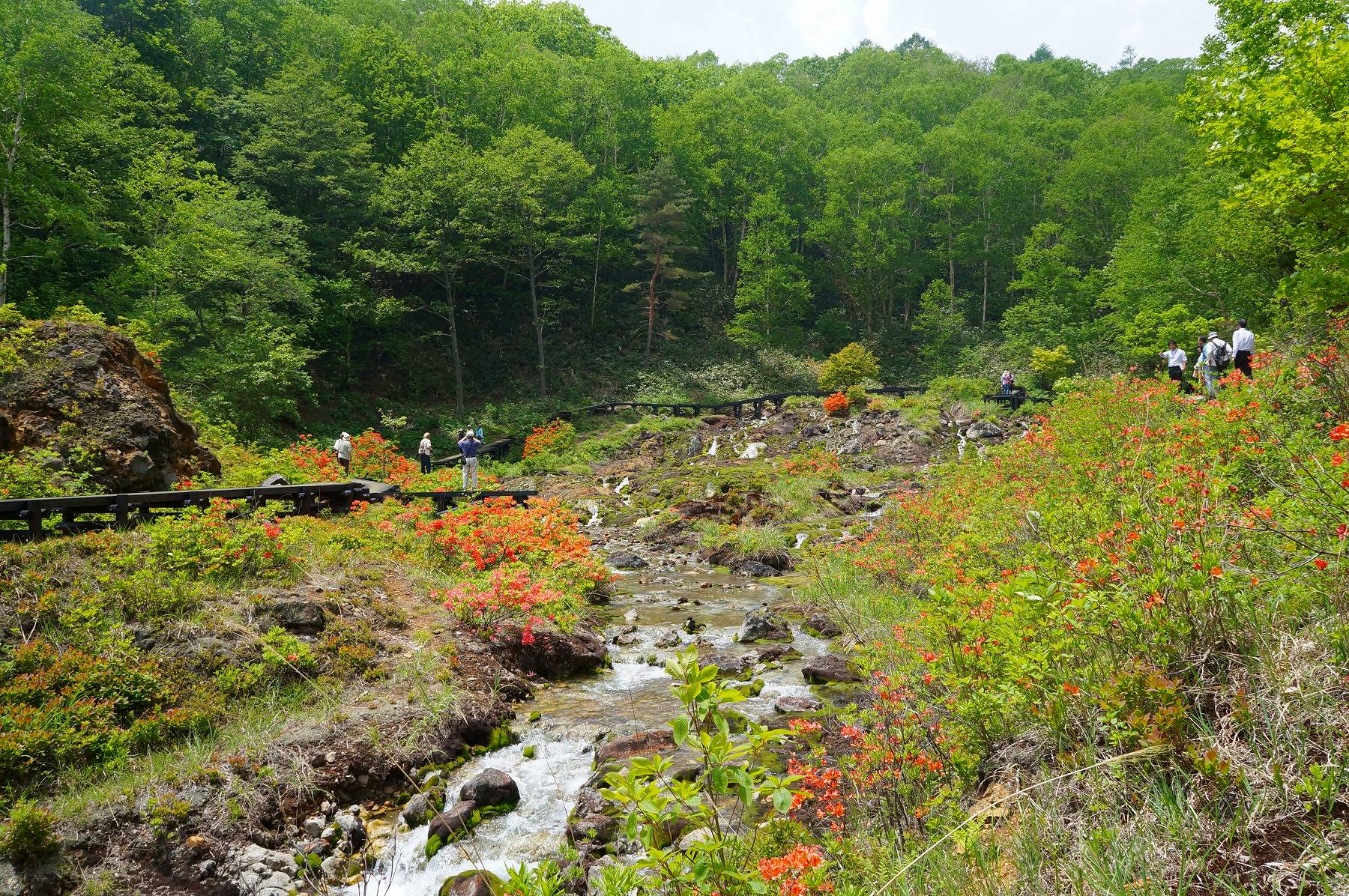 チャツボミゴケ公園 六合地区元山 Ancient Botanical Garden チャツボミゴケ公園 六合地区元山 Ancient Botanical Garden