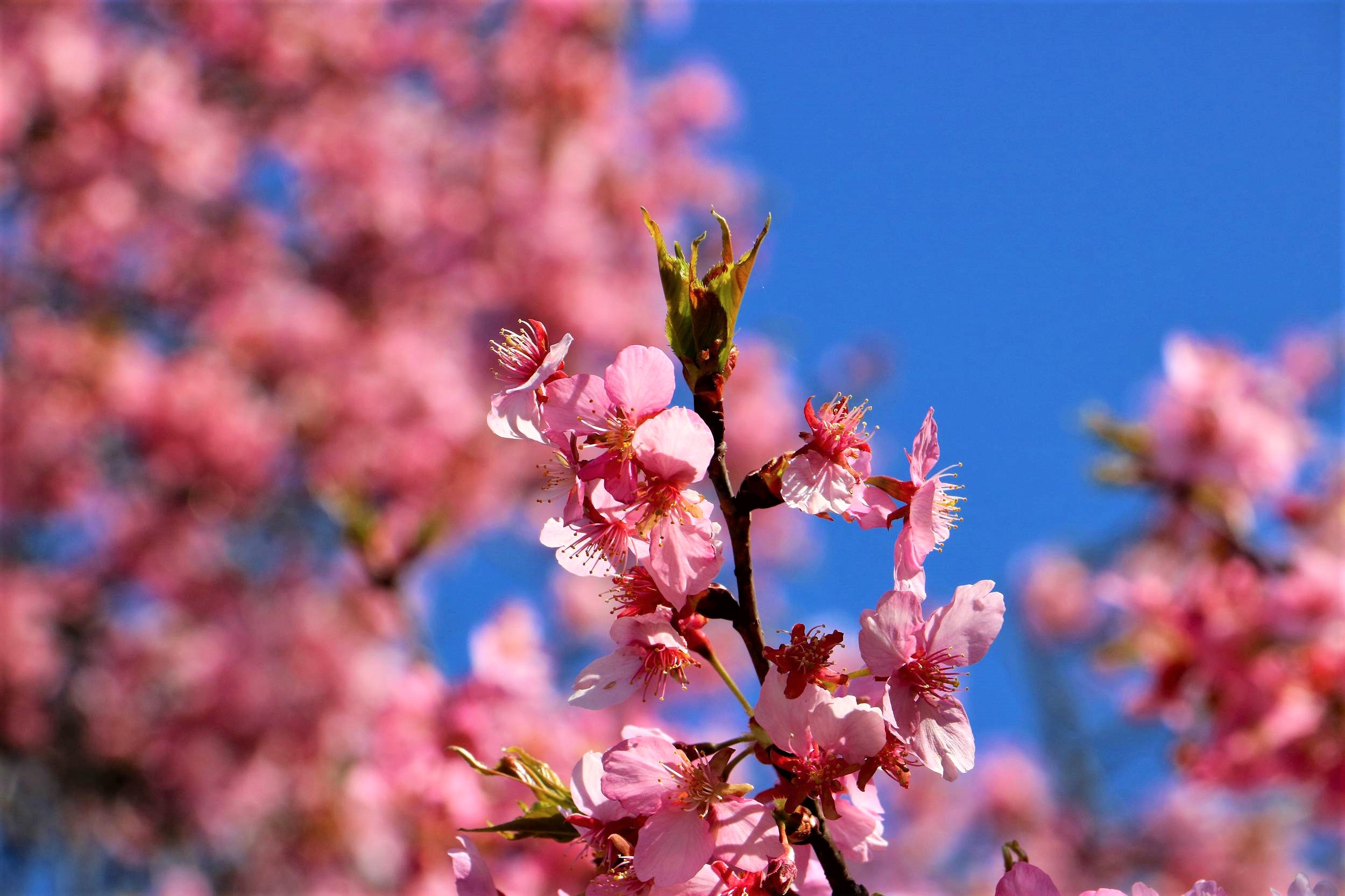 今日の道ばた 敷島公園の河津桜 Ancient Botanical Garden 今日の道ばた 敷島公園の河津桜 Ancient Botanical Garden