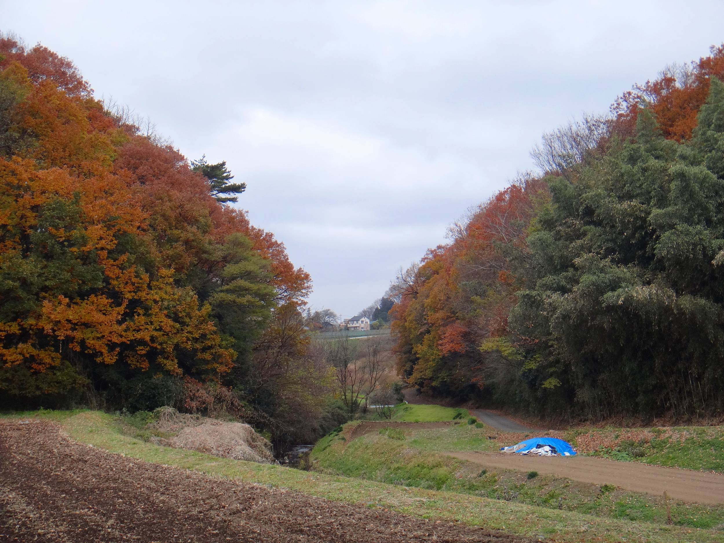 今日のみちばた ヒガンバナの緑 Ancient Botanical Garden 今日のみちばた ヒガンバナの緑 Ancient Botanical Garden
