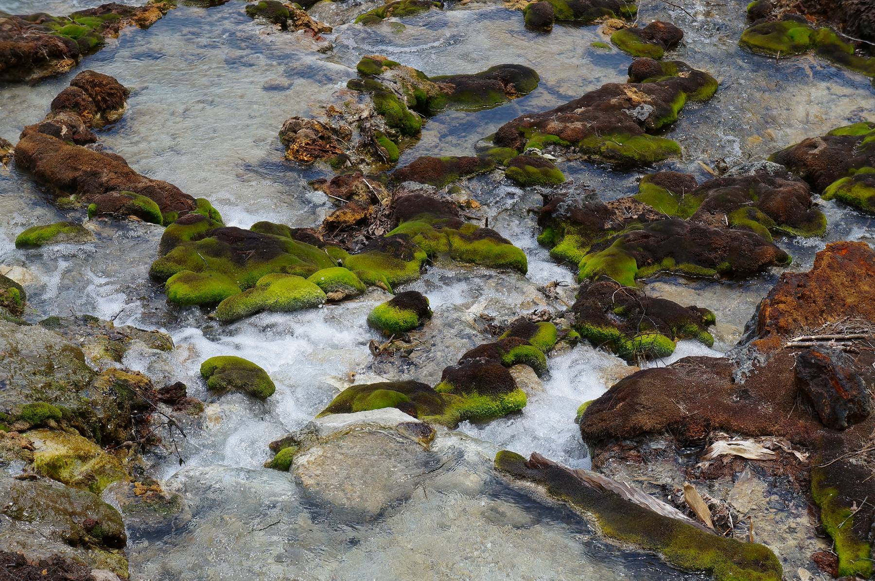 チャツボミゴケ公園 六合地区元山 Ancient Botanical Garden チャツボミゴケ公園 六合地区元山 Ancient Botanical Garden