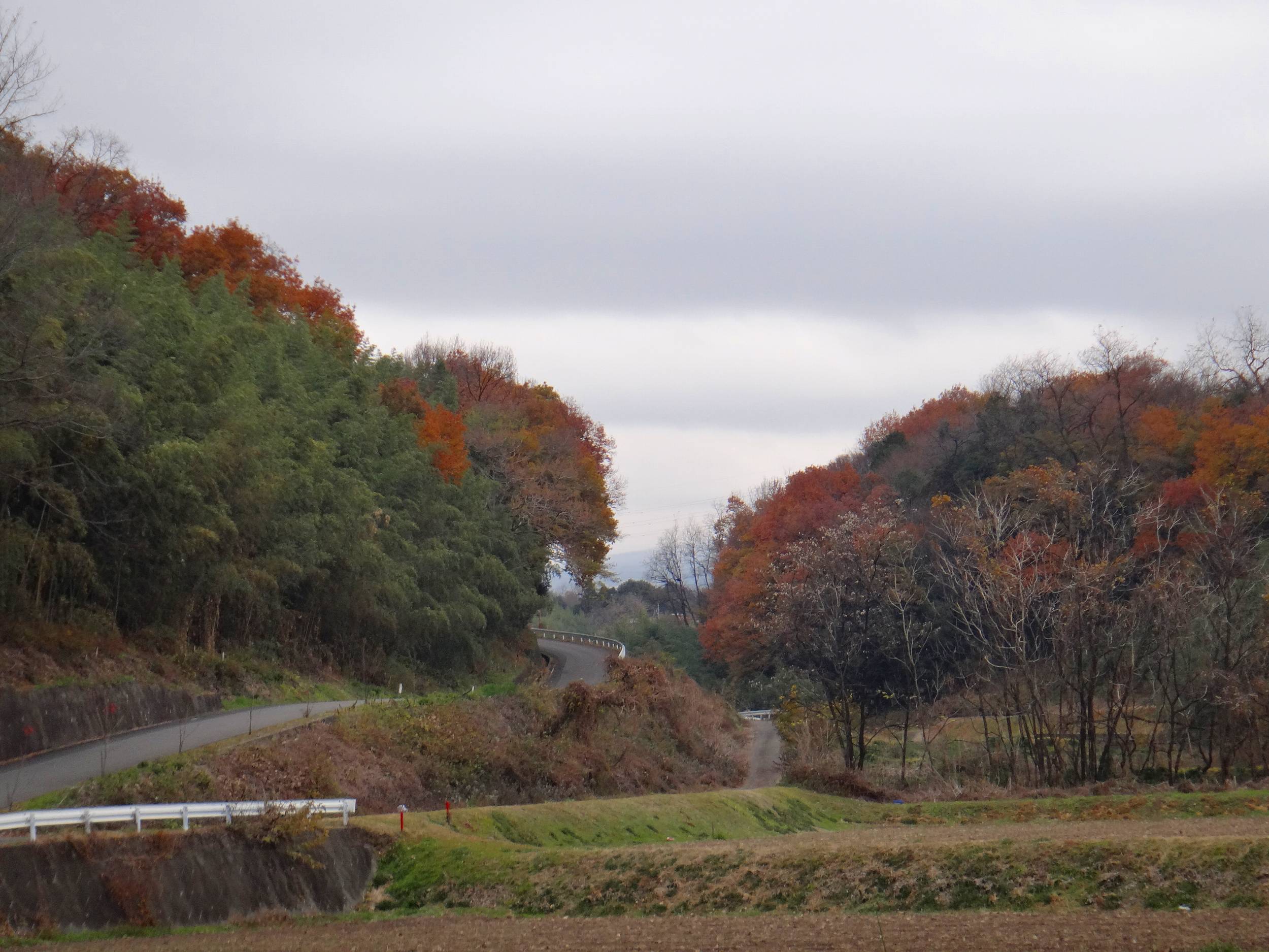 今日のみちばた ヒガンバナの緑 Ancient Botanical Garden 今日のみちばた ヒガンバナの緑 Ancient Botanical Garden