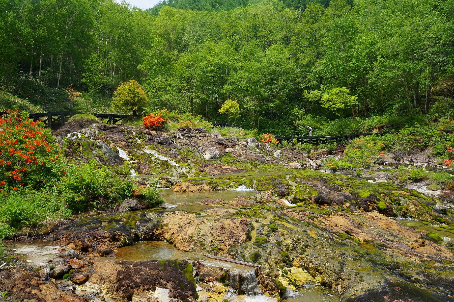チャツボミゴケ公園 六合地区元山 Ancient Botanical Garden チャツボミゴケ公園 六合地区元山 Ancient Botanical Garden
