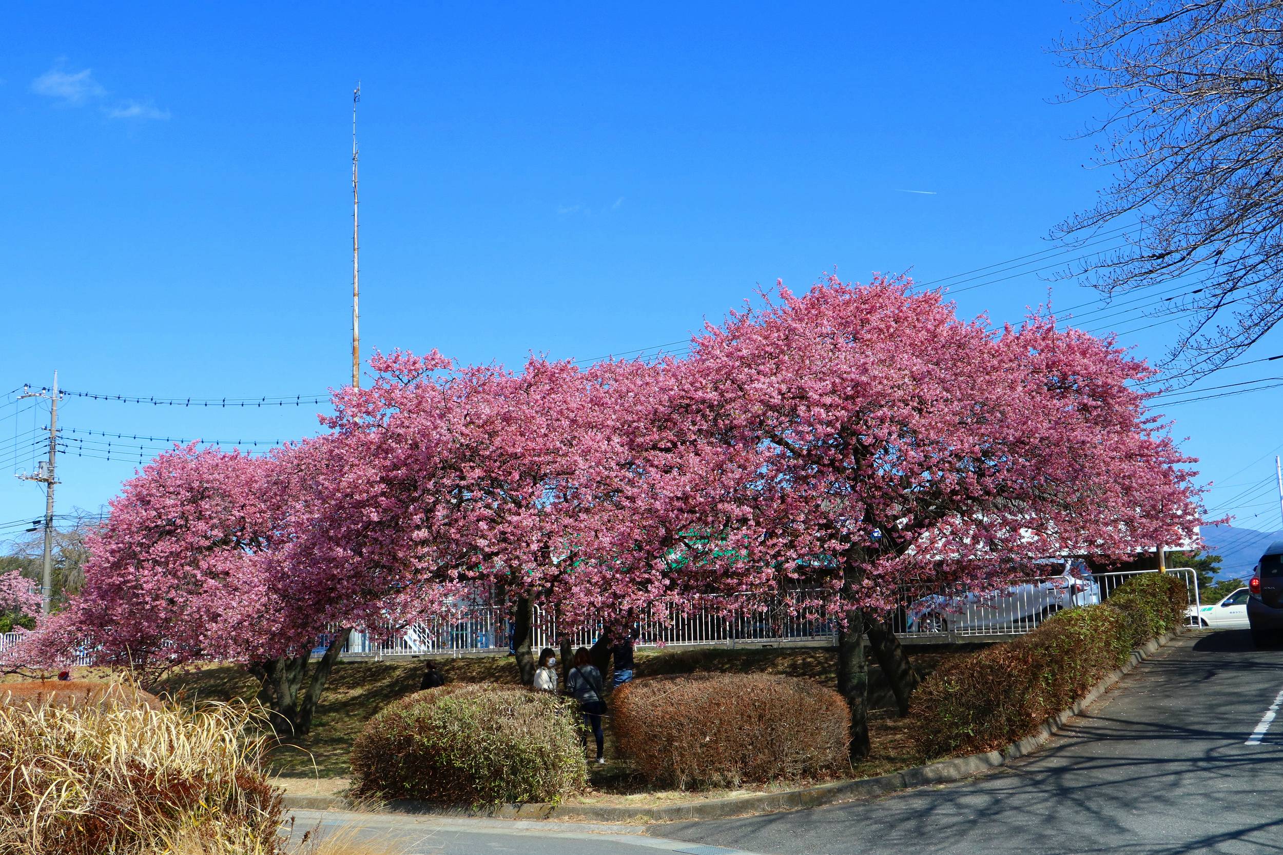 今日の道ばた 敷島公園の河津桜 Ancient Botanical Garden 今日の道ばた 敷島公園の河津桜 Ancient Botanical Garden