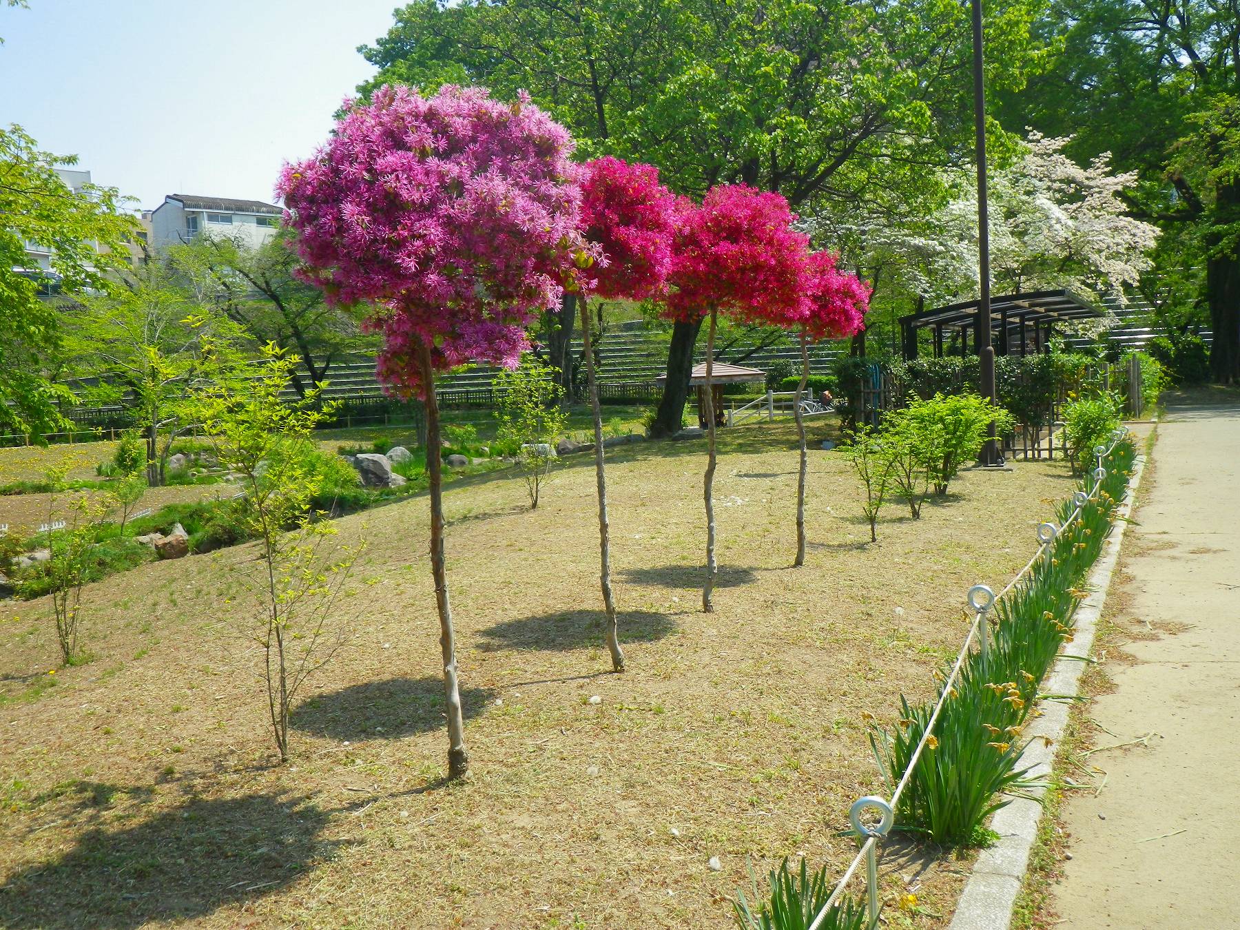 今日の道ばた トキワマンサク スタンダード仕立て 前橋公園 Ancient Botanical Garden