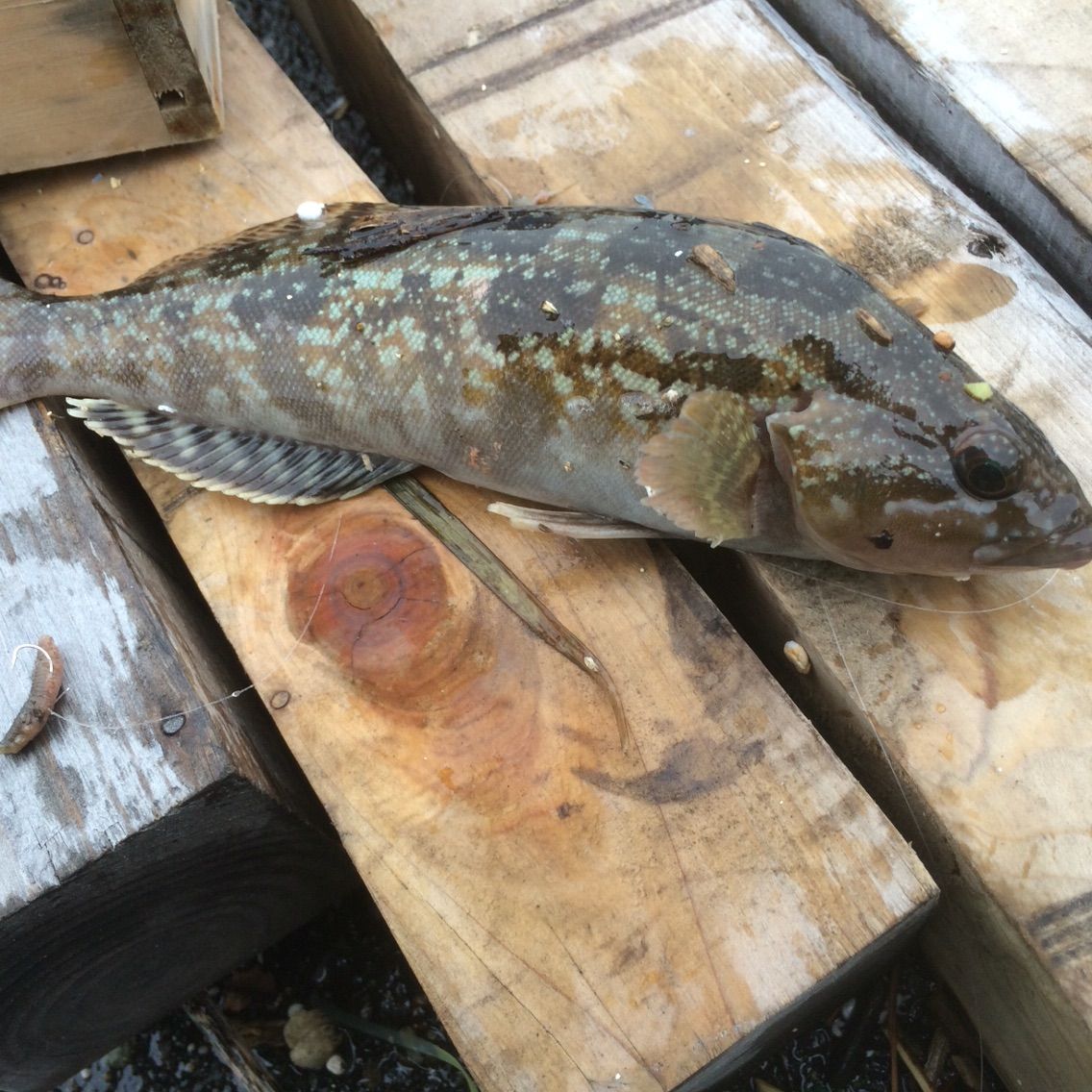 須崎埠頭で久々にコッパクロ 趣味の部屋