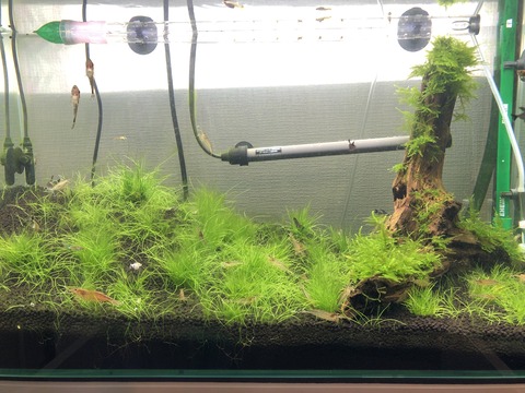 最近の水草水槽 趣味の部屋