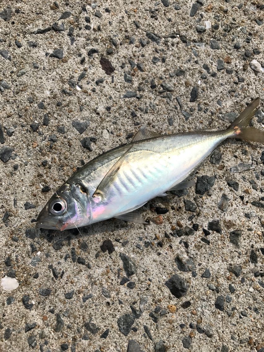 玄海島へ 趣味の部屋