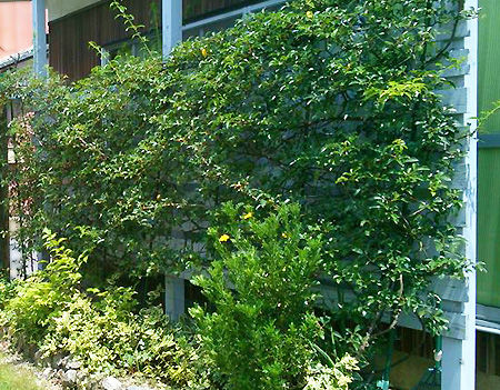 rosewall