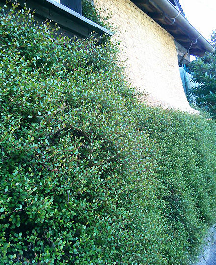 plantswall