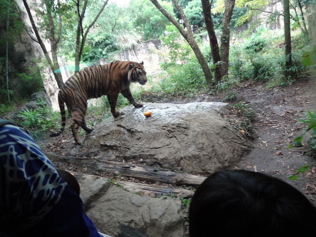 ズーラシア 年間パスポート 住まいの仕立て人 土地の最大有効活用設計blog