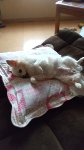 あぽろくん