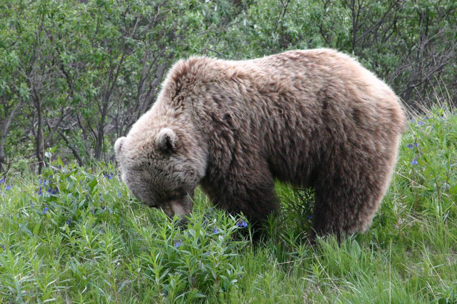 ヒグマ Brown Bear Image North ヒグマ Brown Bear Image North