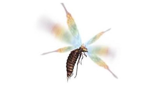 MHW_クイーンランゴスタ