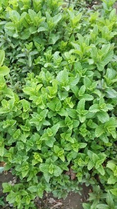 11423352_470378056451037_641123354_n