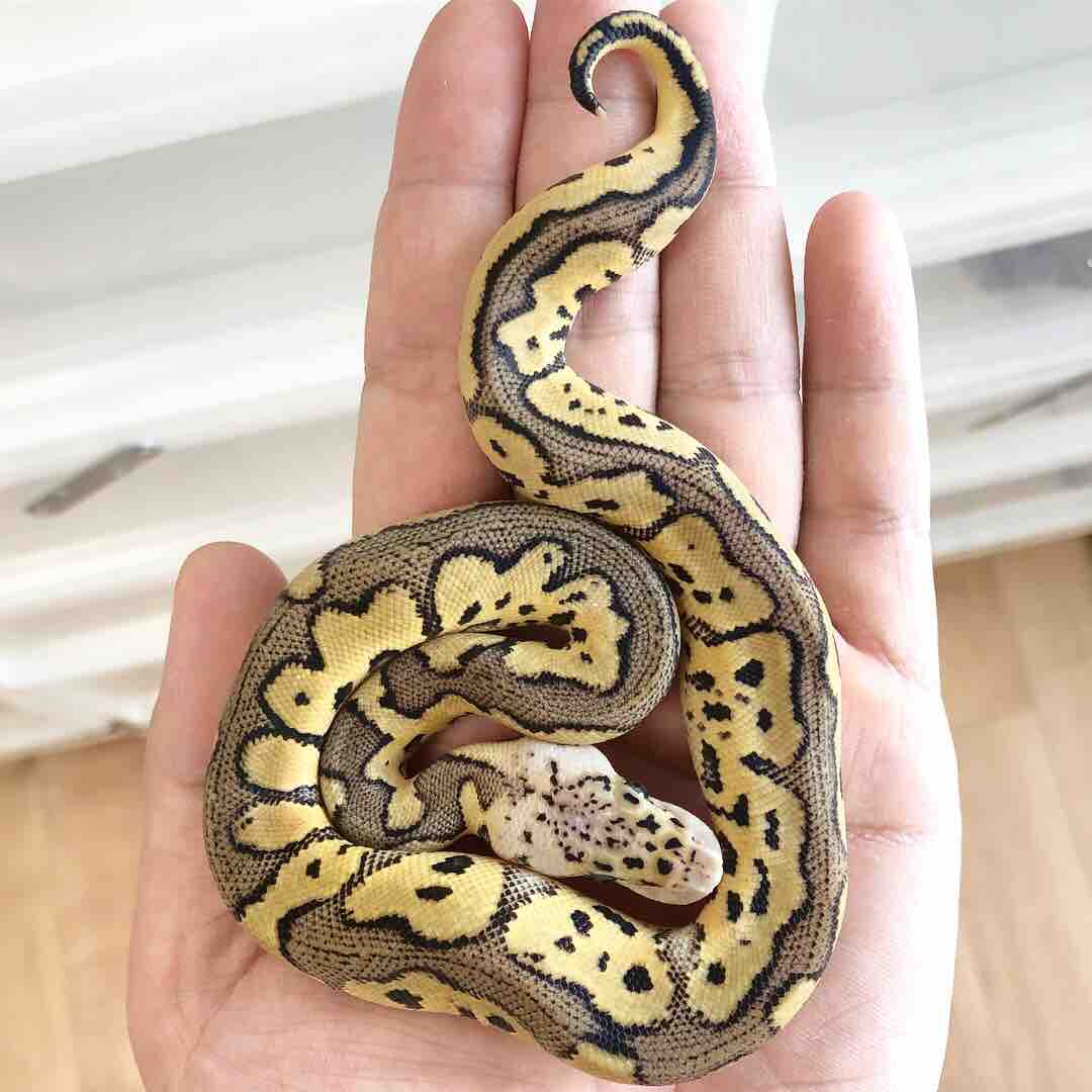 パステルクラウン 06 Shockwave