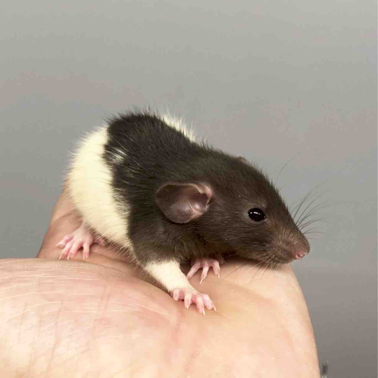 活ラット 06 Shockwave