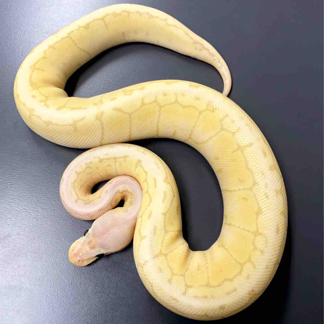 バナナレモンブラスト 06 Shockwave