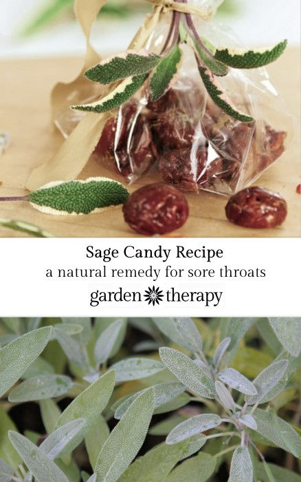 Sage Candy Recipe - một phương thuốc cổ xưa để chữa viêm họng 