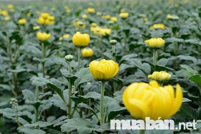 Hoa cúc tượng trưng cho sự trường thọ, có thể héo úa nhưng không bao giờ rụng