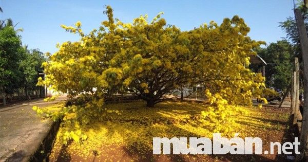  Hoa mai, loài hoa không bao giờ được thiếu trong dịp Tết cuối năm