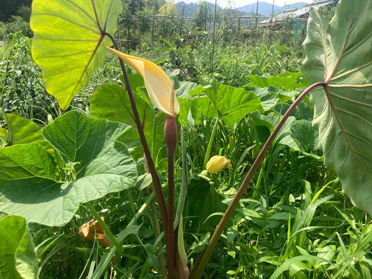 シニアのサイクリングライフ A 里芋の花が咲く 凡庸