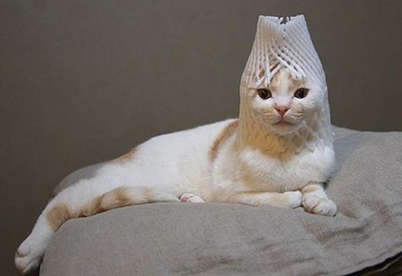 面白い写真 動物篇 ェ 笑える写真集 ひろいもの と ブログの背景 個人使用 N H 面白い写真 動物篇 ェ 笑える写真集 ひろいもの と ブログの背景 個人使用 N H