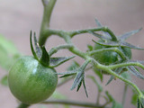 201805tomato