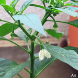 20210509yasai02