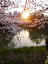 201404chidorigafuchi