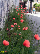 20100508nagamihinagesi