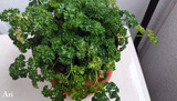 20210321parsley