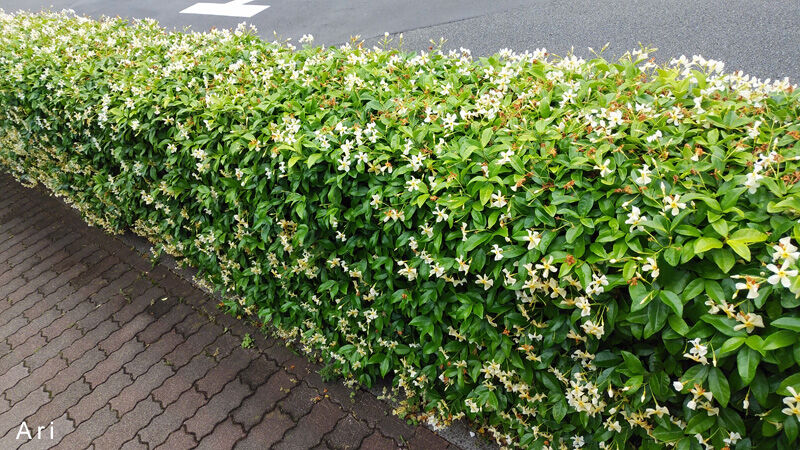 テイカカズラの花と能 定家 での愛欲 誰かに伝えたいこと From 心理師 有園