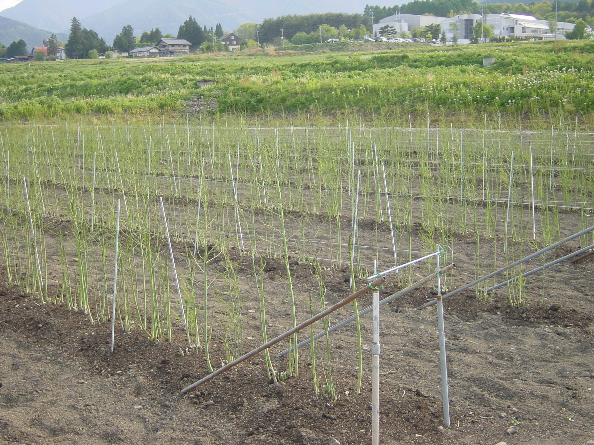アスパラの茎倒れ防止 元気農家の農作業日記
