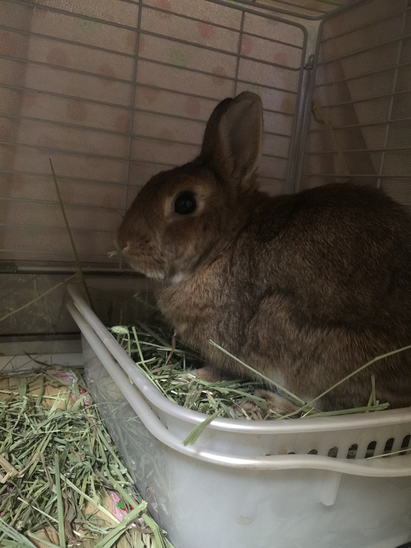 飼育用品 その2 ラルフとアリス 飼育用品 その2 ラルフとアリス