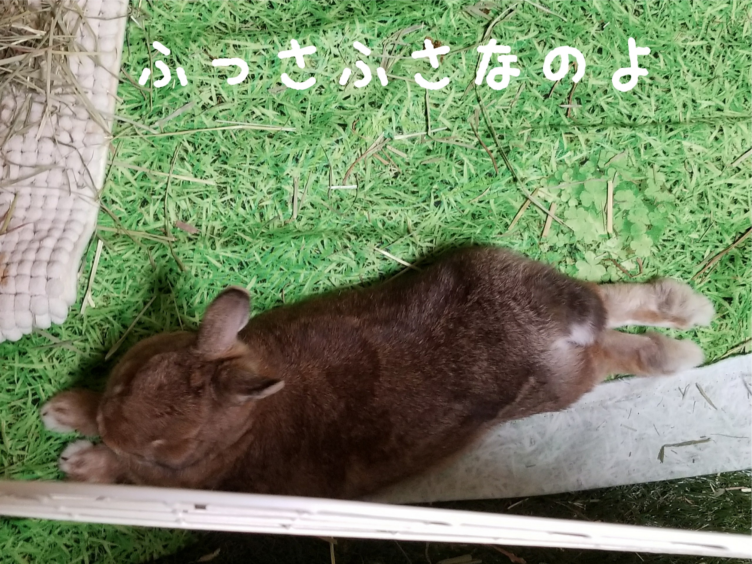 うさぎさんの足 ラルフとアリス うさぎさんの足 ラルフとアリス