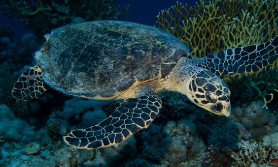 お前らタイ米がくるぞ。よかったなあ。7月の日照時間1993年の米騒動以下。気象庁「冷夏の可能性」